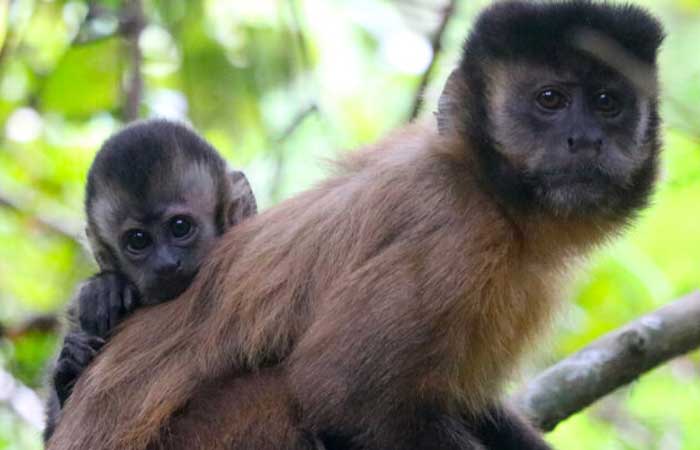 Pela primeira vez, pesquisadora registra macacos-prego-amarelo utilizando varetas no solo para obter alimento