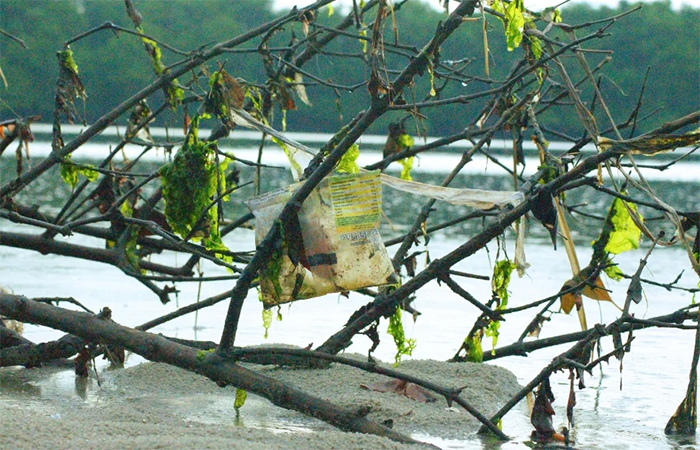 Microplásticos estão em mais de 90% de ostras e mariscos do estuário do Rio Pacoti