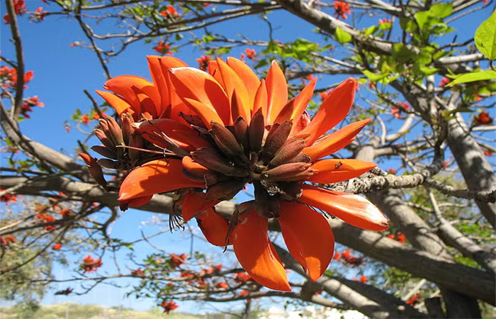 Botânicos mudarão nomes racistas de centenas de plantas