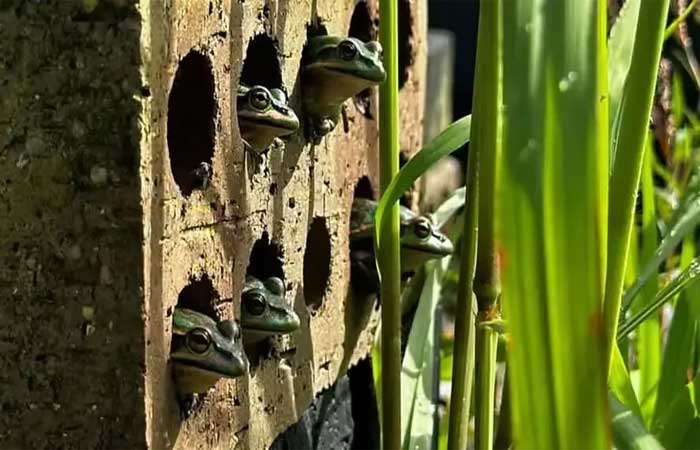 Cientistas desenvolvem “mini spa médico” para proteger sapos ameaçados por fungo mortal