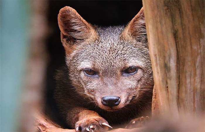 70% dos mamíferos do Cerrado são pouco estudados pelos cientistas, o que impacta nas políticas de conservação