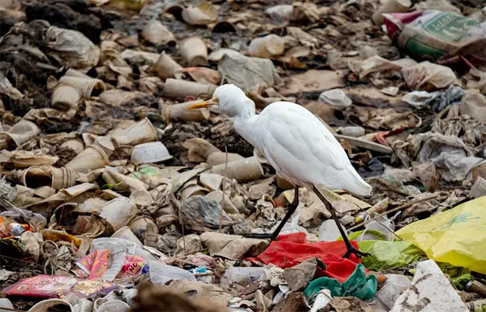 Estudo revela que aves urbanas estão repletas de bactérias resistentes a antibióticos