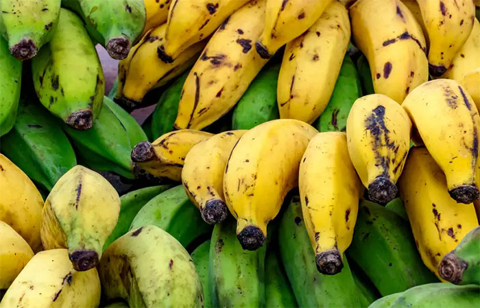 Pesquisa aponta saídas contra o “apocalipse das bananas”