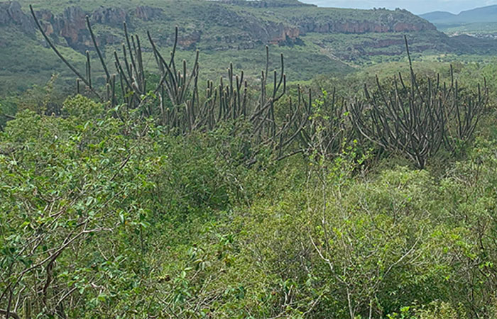 Vegetação inteligente e riqueza cultural: a Caatinga que é muito mais que seca e escassez