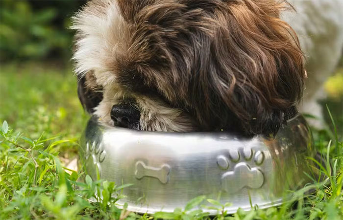 Por que não dar água de locais públicos ao seu cachorro, segundo esta veterinária