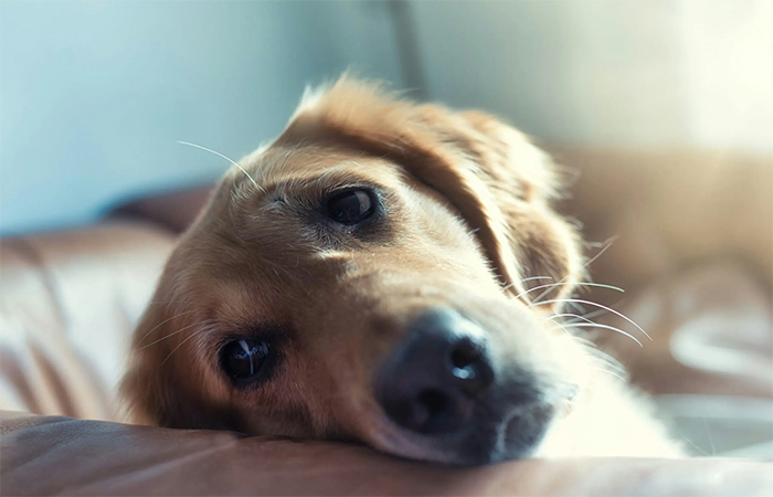 Estressado? Seu cachorro consegue sentir, e isso pode afetá-lo