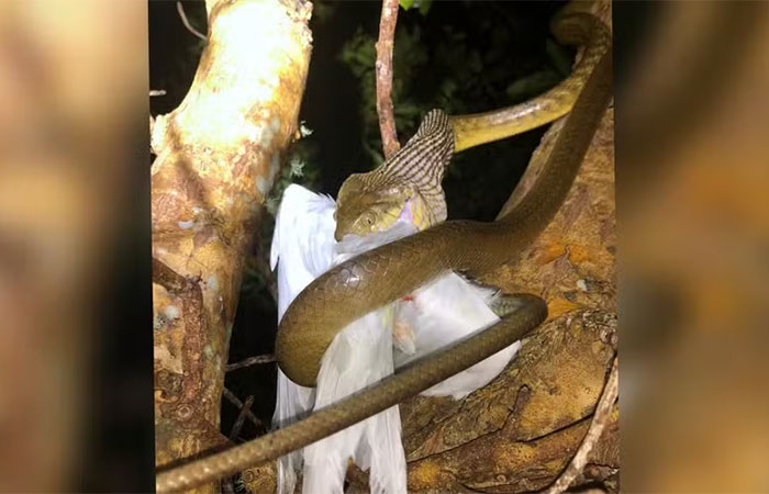 Cobra que mata pássaros maiores do que consegue comer virou ameaça ambiental