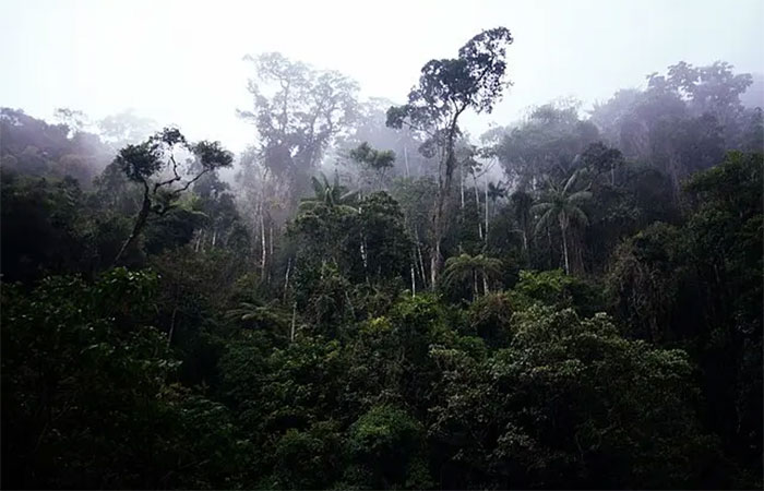 Gases de efeito estufa provocam prejuízos irreparáveis à vegetação