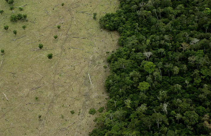 Florestas não conseguiram frear aquecimento global em 2023