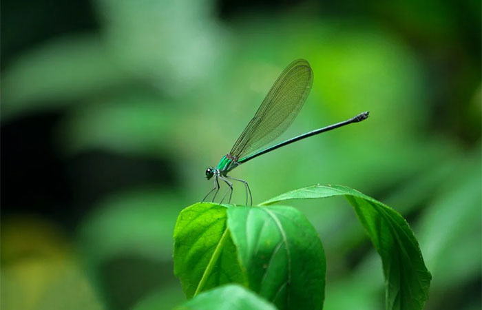 Atrair libélulas é uma solução natural para se livrar dos mosquitos