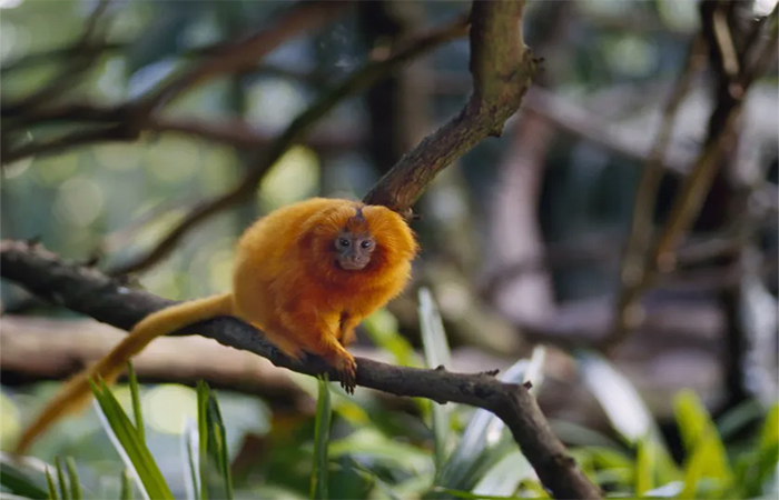 Mico-Leão-Dourado: veja 4 fatos essenciais sobre esse primata em extinção