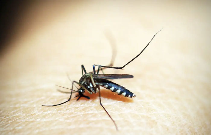 Mosquito é o animal que mais mata no mundo; veja os cuidados