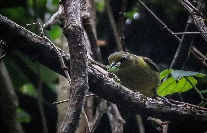 Amantes da natureza ajudam biólogos a estudar os pássaros