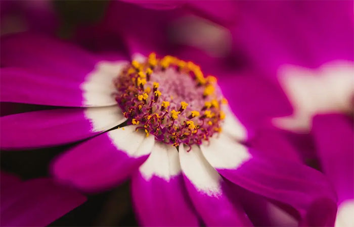 Plantas levarão milhões de anos para se recuperarem do aquecimento global, mostra estudo