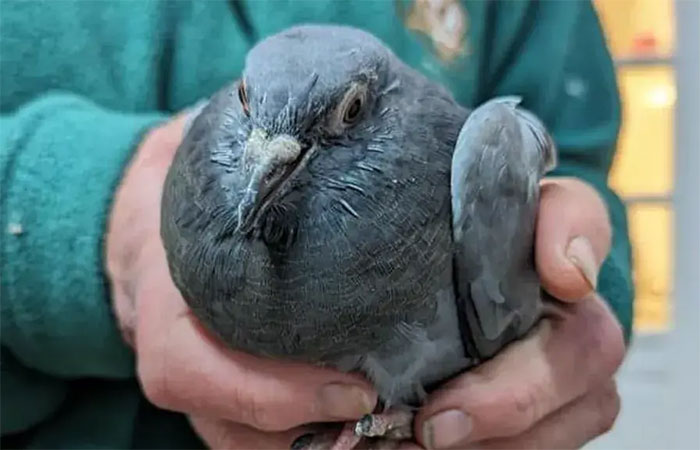 ONG realiza trabalho para salvar pombos presos no lixo dos humanos