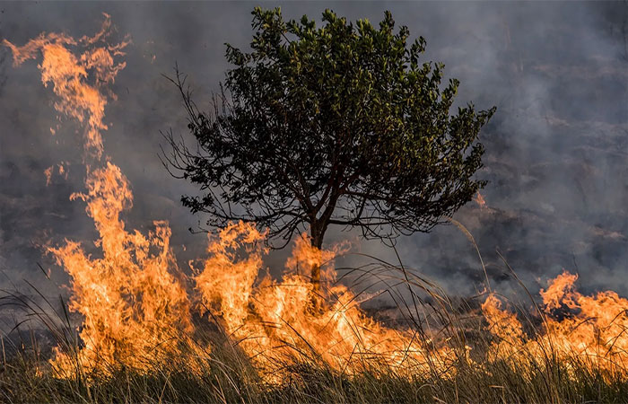 Como os animais estão se adaptando ao aumento das queimadas e incêndios florestais