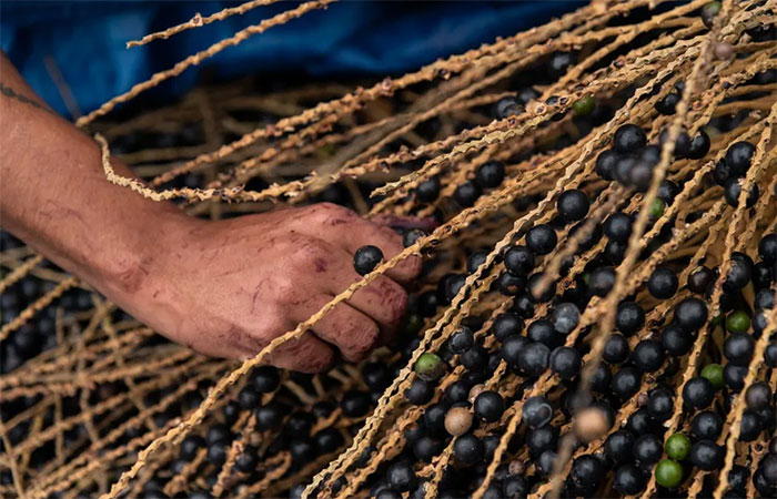 Ranking internacional classifica 3 frutas brasileiras entre as 100 melhores do mundo