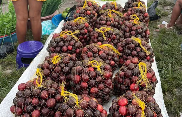 Rico em vitamina C, fruto camu-camu é aposta para nova cadeia sustentável de impacto