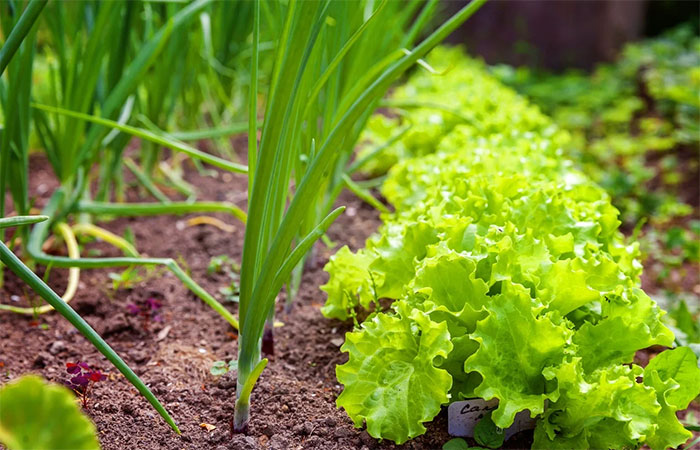 Mudanças climáticas podem aumentar preços de alimentos