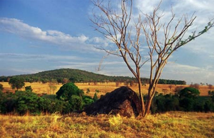 Com oito das 12 principais bacias hidrográficas que abastecem o país, Cerrado é bioma mais devastado do Brasil