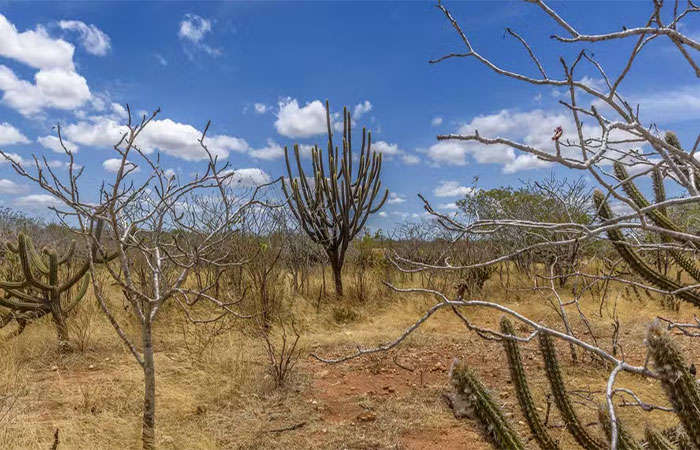 Desertificação na Caatinga reduz em mais de 50% a funcionalidade do solo