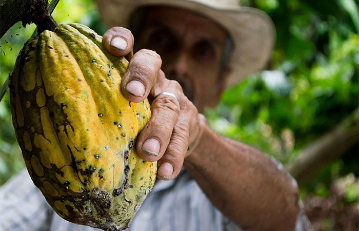 “A floresta que você não vê”: conservação e geração de renda