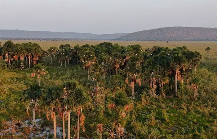 Brasil pode perder o Pantanal até o final do século, alerta Marina Silva