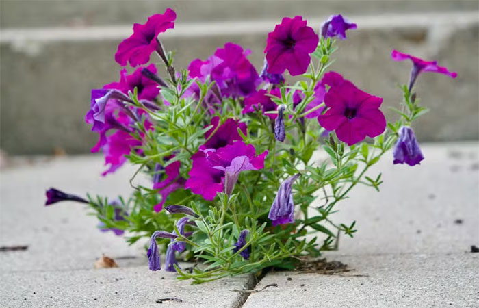 Por que as flores que crescem na calçada são fascinantes, segundo a ciência