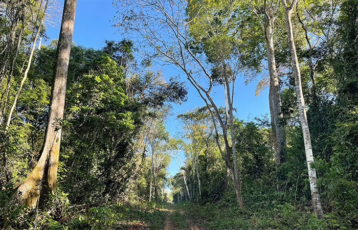 Secas atrasam em 20 anos a reposição de estoques de madeira em floresta manejada