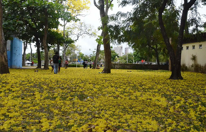 Primavera pode trazer transformações climáticas no Nordeste