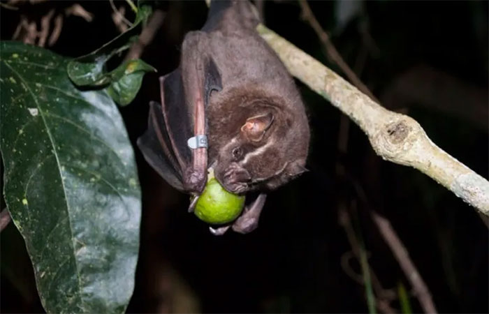 Morte de morcegos nos EUA gerou aumento no uso de pesticidas e mais de mil mortes de bebês;