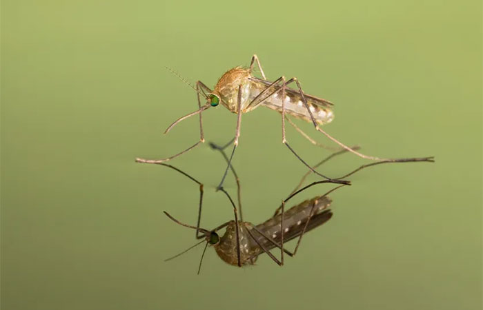 Como seria o mundo sem mosquitos? Esses insetos incômodos têm papel fundamental na natureza