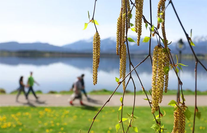 Muito além das alergias e da floração: o surpreendente efeito do pólen na formação de nuvens e chuvas