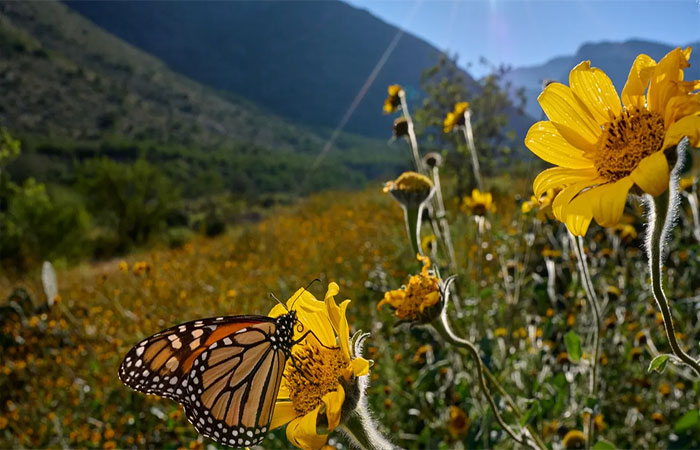 Chegada da primavera: 5 sinais da natureza mostram que a estação começou