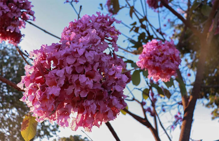 Primavera meteorológica: entenda a fase que começa neste domingo e veja a previsão (de calor) para setembro