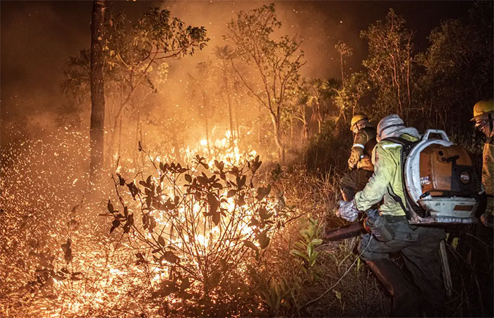 Brasil teve 11,39 milhões de hectares atingidos pelo fogo este ano