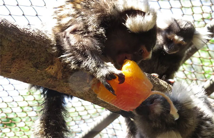 Animais silvestres recebem frutas congeladas e chuva artificial para enfrentar seca no Parque Ecológico do Tietê em SP