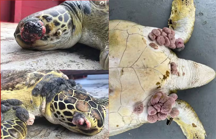 Pescadores encontram animais doentes e deformados no ES; pesquisadores associam à lama do desastre de Mariana