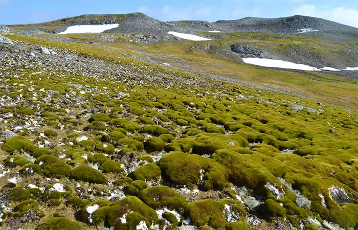 Antártica está ‘ficando verde’ em ritmo acelerado, alertam cientistas; veja FOTOS