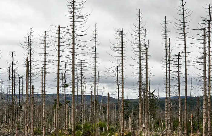 Morte de florestas vira oportunidade na Alemanha