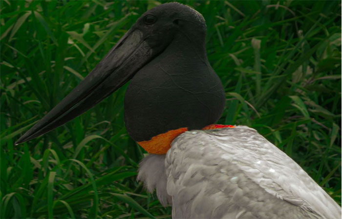 A ave símbolo do Pantanal: veja os 5 dados curiosos sobre o tuiuiú