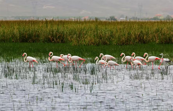 COP16: consideradas “rins da Terra”, zonas úmidas ganham destaque nos planos de ação para biodiversidade; mas há desafios