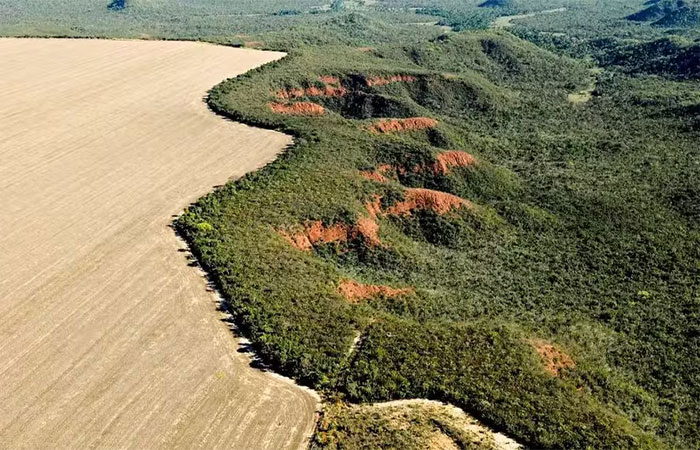 Um terço das árvores da Terra corre o risco de desaparecer, diz relatório