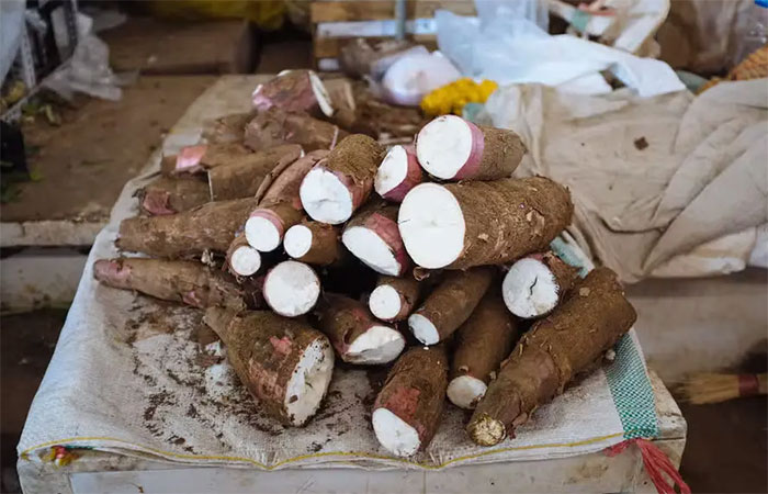 Mudanças climáticas podem reduzir distribuição de metade das espécies silvestres de mandioca no Nordeste até 2100