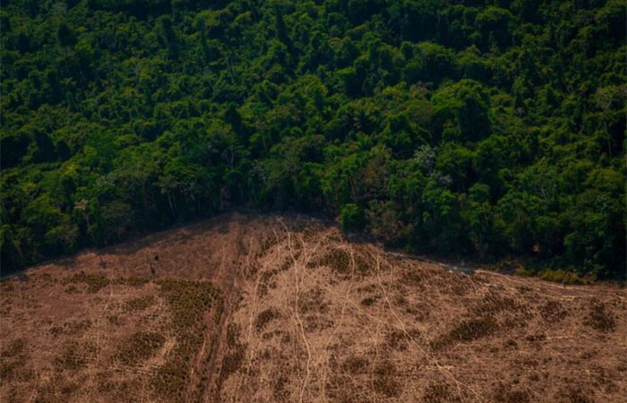 MapBiomas afirma que Brasil já perdeu mais de 30% da suas áreas naturais