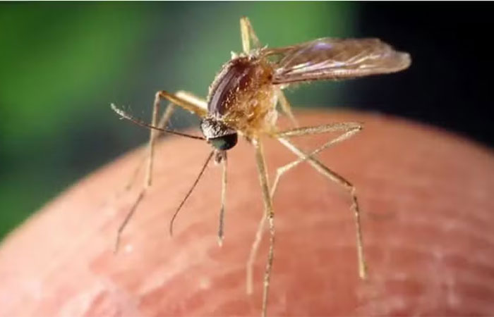 O vírus transmitido por mosquitos que se espalha pelos EUA e pela Europa sem cura ou vacina