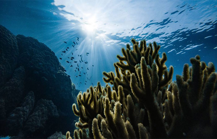 Produção de oxigênio no fundo do mar pode sugerir outra teoria sobre a origem da vida no planeta