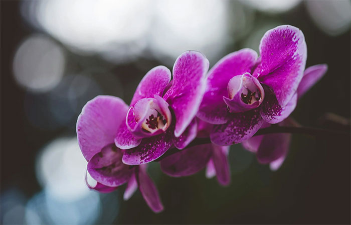 As orquídeas, famosas por sua beleza cativante, tornaram-se uma indústria multibilionária