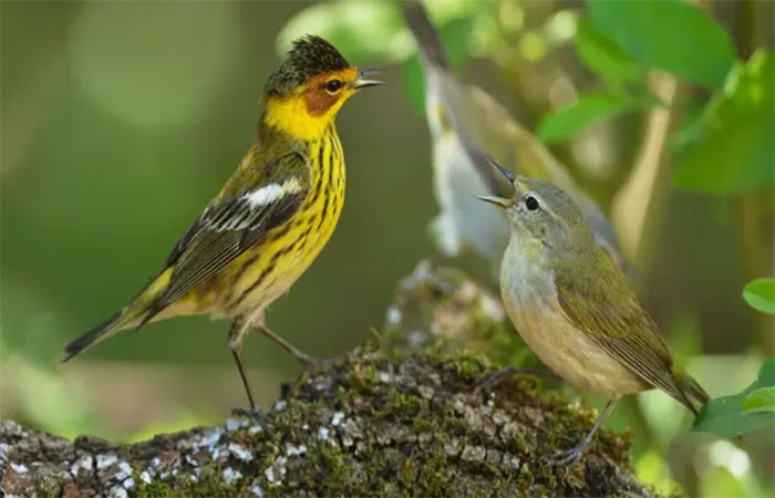 No Dia Mundial das Aves Migratórias, veja as descobertas surpreendentes de um novo estudo