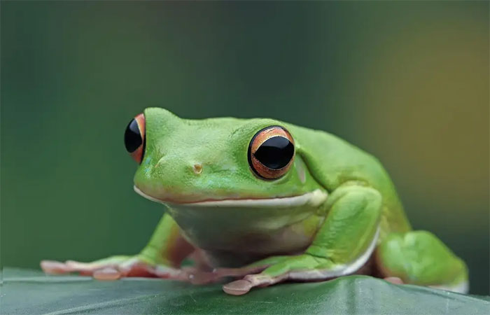 Os habitats dos sapos estão secando e um terço pode ser perdido neste século